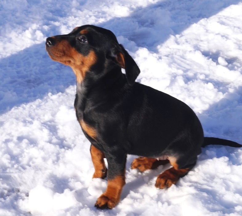 Pinscher * Xélanc Charming Crystal 8 veckor